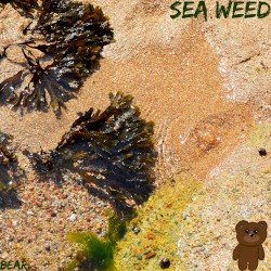 Sea Weed