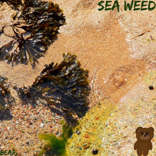 Sea Weed