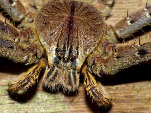Enshrouding Fangs