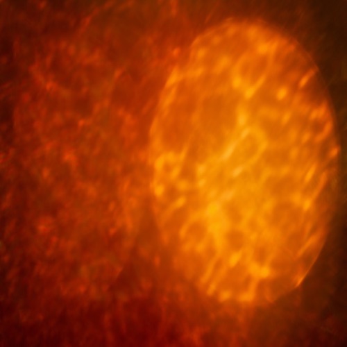 Sun Spot Sear
