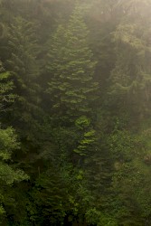 Mt. Asama