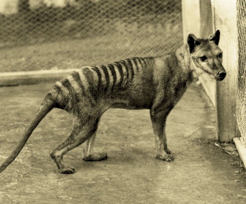 Mass Extinction