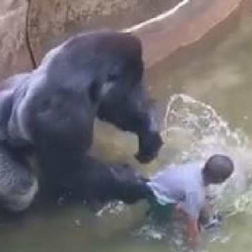 One 4 Harambe