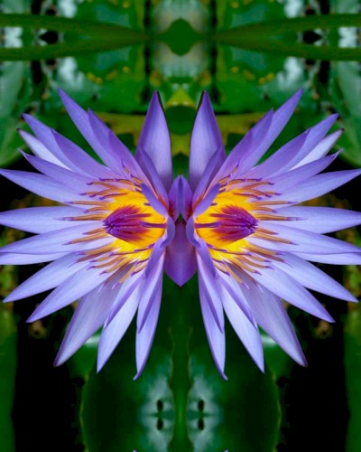 Aphodisia
