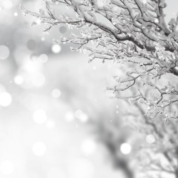 O Holy Night