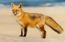 One Foxy Summer