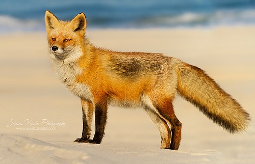 One Foxy Summer