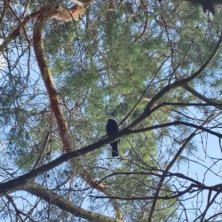 Birdsong