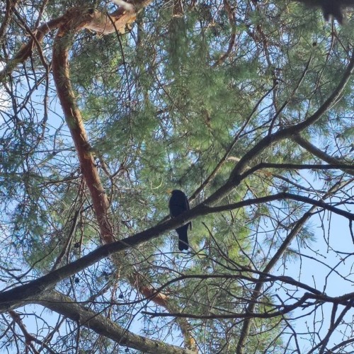 Birdsong