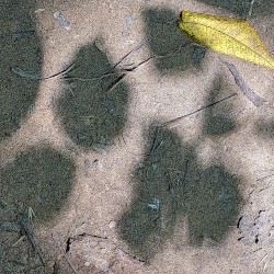 Sense-Souls | Nature-Substance