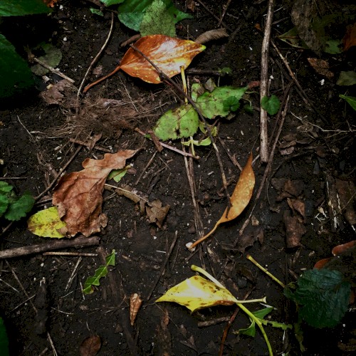 Ground