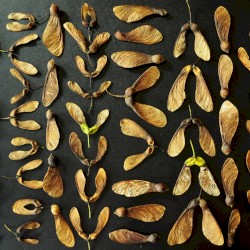 Assortment