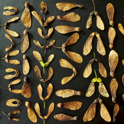 Assortment