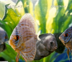 Holiday