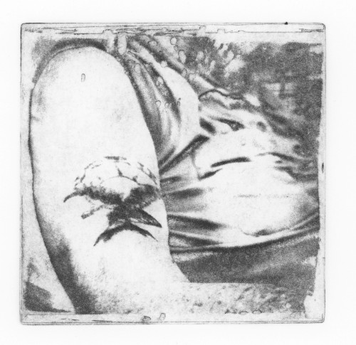 A Collection of Bird Songs