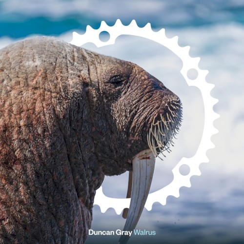 Walrus