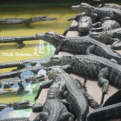 Orlando, FL