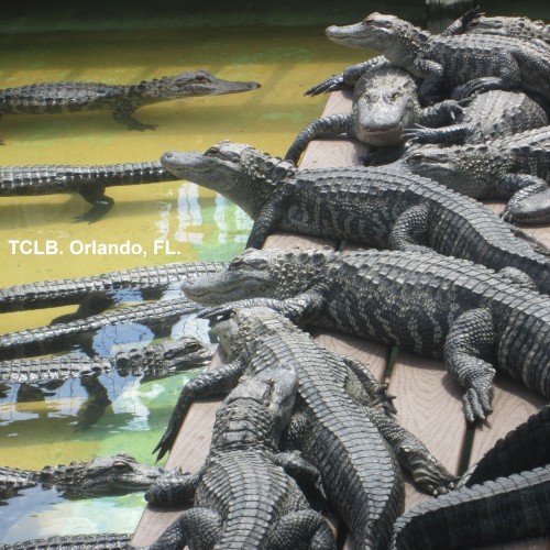 Orlando, FL