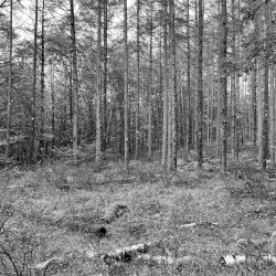 Wandering in a Lost Forest