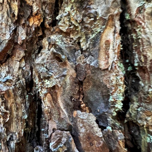 SELEXIA / SNOWBEASTS Split