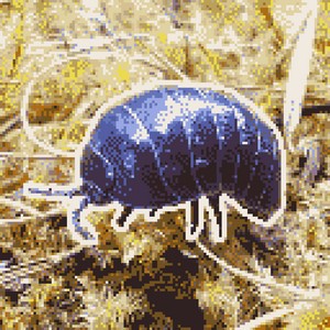 bug music season 1