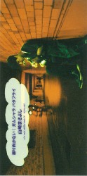 振り向かない/ガムシャラ バタフライ