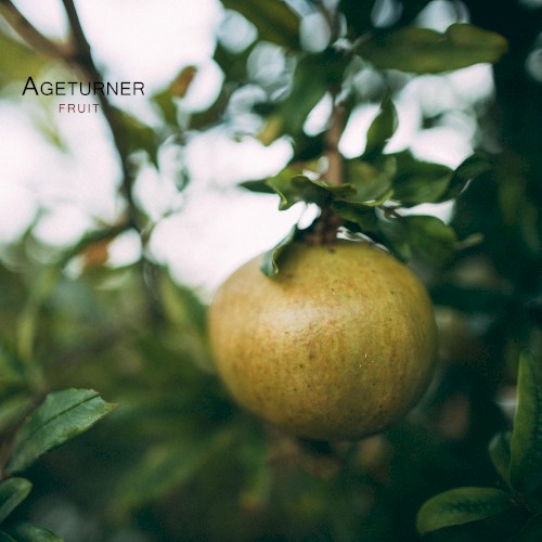 Fruit