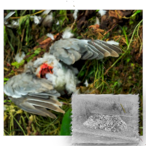 k7/flowerladengrave