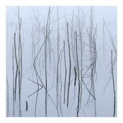 Frozen Bloom