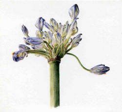 Petal Split