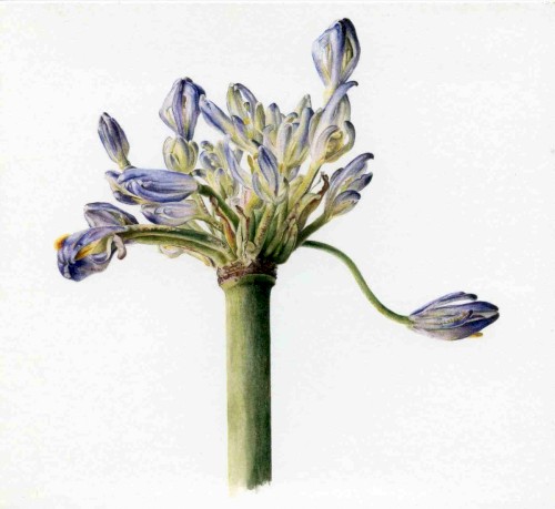Petal Split