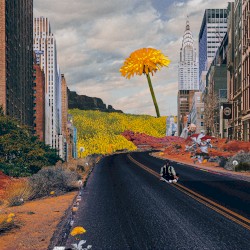 Street Flowers