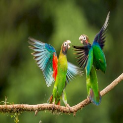 Birds