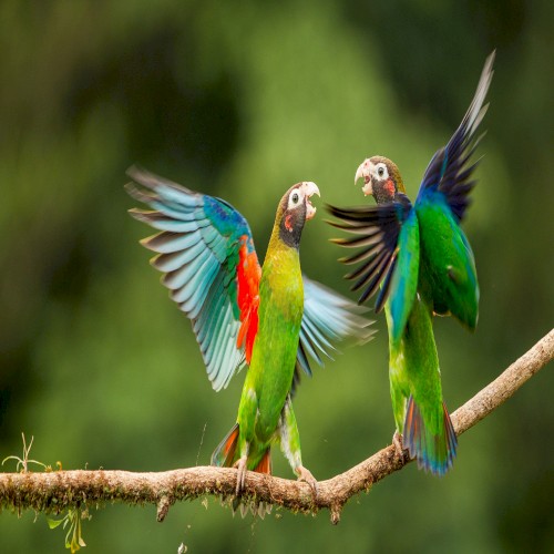Birds