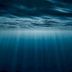 Coral Reef
