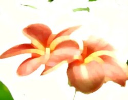 Trompette