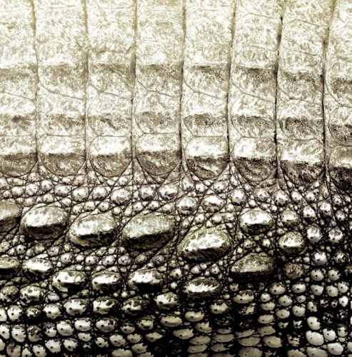 How Doth the Little Crocodile Improve His Shining Tail