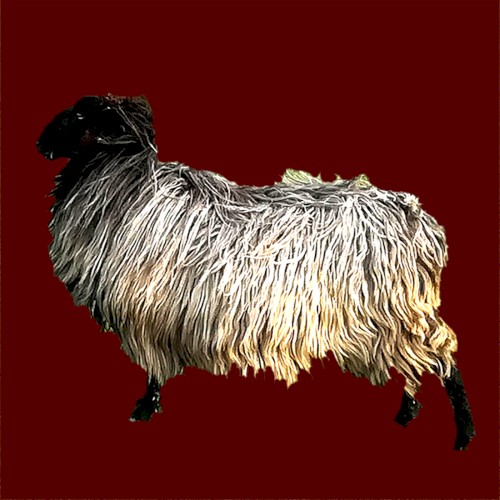 Sheep