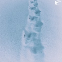 Snowy Walk