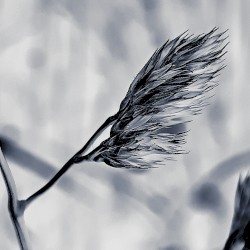 15 | 2