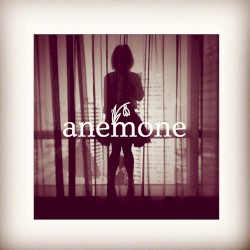anemone