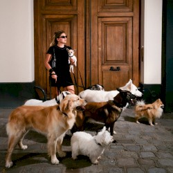 Chiens