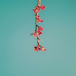 Blossoming Reverie