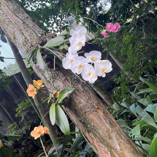 Orquidea