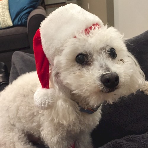 DOG SANTA