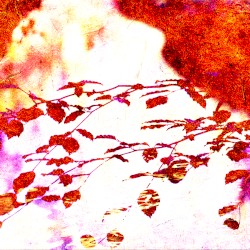 Fables Of Forests And Light