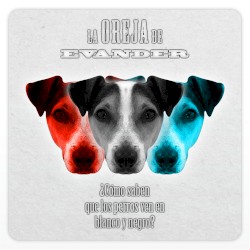 ¿Cómo saben que los perros ven en blanco y negro?