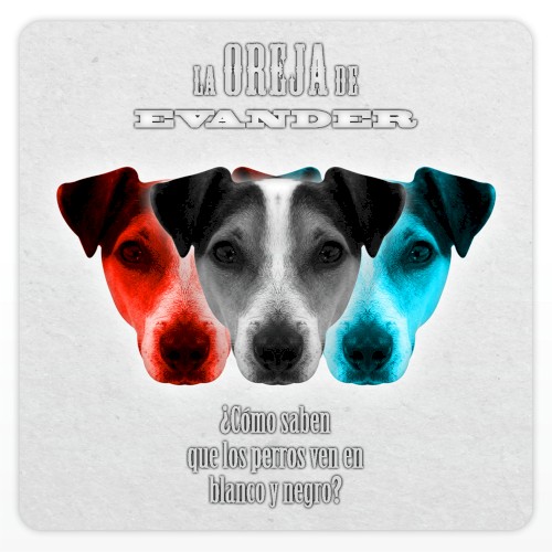 ¿Cómo saben que los perros ven en blanco y negro?
