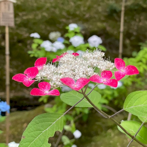 鏡花水月
