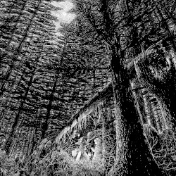 Zauberwald